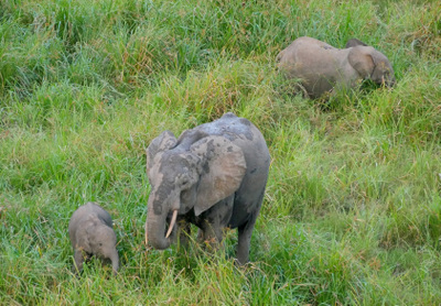 Une famille d'élèphants